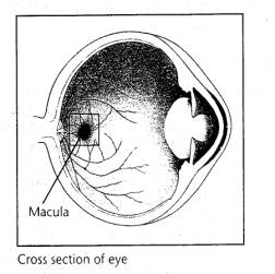 Cross Section of eye to understand macular degeneration